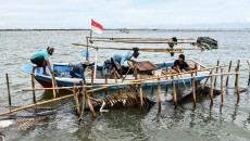 Menteri KKP Tegaskan Pagar Laut di Bekasi dan Tangerang Ilegal, Akan Dibongkar Rabu