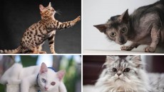Kucing Termahal 2025: Inilah 13 Ras Kucing Paling Mahal yang Menggemaskan yang Penuh Kasih Sayang