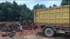 Penjarahan Sawit Marak, Aparat Hukum Harus Segera Bertindak, Dan Jangan Terkesan Diam