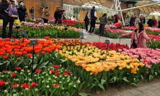 Taman Tulip Yang Indah di Belanda Kasih Ruang Generasi Selfie Untuk Foto Foto