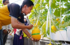 RSUD Sragen Sukses Budidayakan Melon melalui Urban Farming di Atap Bangunan
