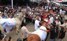 Jateng Lumbung Ternak Nasional, Ahmad Luthfi: Potensi Swasembada Ternak Bisa Terwujud
