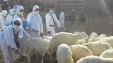 Kemenhaj Apresiasi Fatwa Muhammadiyah: Dam Boleh Disembelih di Tanah Air