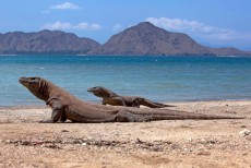 Indonesia Pinjamkan Sepasang Komodo ke Jepang untuk Dikembangbiakan