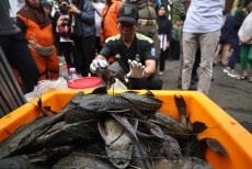 MUI Kritik Pemusnahan Massal 6,9 Ton Ikan Sapu-Sapu oleh Pemprov DKI Jakarta