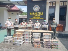TNI AL Gagalkan Penyelundupan 620 Ekor Burung Ilegal di Bakauheni