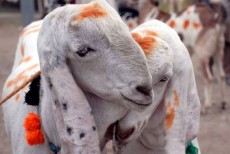 Panduan Hukum Fikih Mengenai Larangan Cukur Rambut dan Potong Kuku di Awal Bulan Dzulhijjah