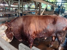 Anggaran Rp100 Miliar untuk 1.098 Sapi Kurban Presiden Prabowo Diambil dari APBN