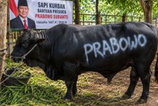 Risiko Politisasi dan Kaburnya Personal-Publik di Balik Bantuan Sapi Qurban Rp100 M dari APBN: Yang Benar Bagaimana?