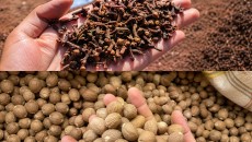 Ekspor Herbal Indonesia Tembus Pasar Saudi