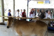 Jaga Ketahanan Pangan, Pemprov Jabar Bagikan 24 Bibit Sapi