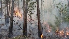 Wantim MUI Tegaskan Pembakaran Hutan Hukumnya Haram