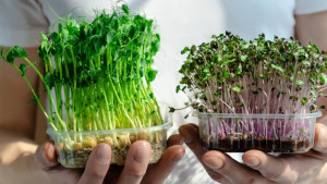 Bertanam Minus Lahan dengan  Microgreens, Si Kecil Padat Nutrisi