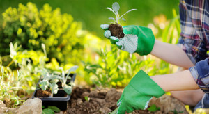 5 Tumbuhan Herbal  yang Mudah Ditanam di Rumah