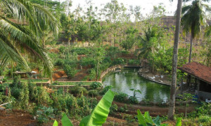 Usung Permakultur, Kebun Luas Ini Tak Bergantung pada PLN