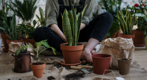 Seni Menyulap Lahan Sempit Jadi Kebun Estetis