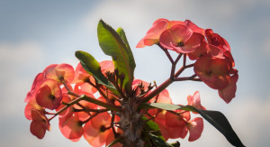 Si Cantik Berduri, Euphorbia, Bunga yang Mudah Dirawat