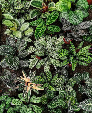 Mengisi Waktu Masa PPKM, Ini Tips Berbisnis Tanaman Hias