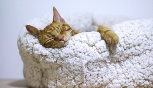 Sulit Tidur, Coba Rahasia Cepat Terlelap ala Militer AS