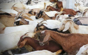 UMM Distribusikan Daging Qurban ke Lapas