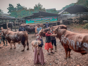 Bersaing dalam Kebaikan, Deretan Artis Turut Berderma Hewan Qurban