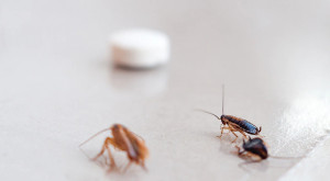 Jangan Injak Kecoa, Usir dengan Cara Alami Lebih Aman