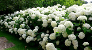 Pagar Ini Hadirkan Udara Segar dan Bikin Rumah Lebih Cantik