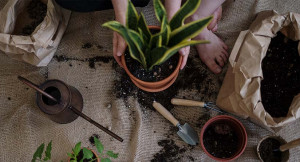 Begini Cara Ampuh Mengusir Hama Tanaman Hias