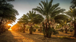 Kisah Petani Kurma yang Jual Kebun karena Tak Khusyuk Shalat