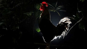 Mitos Ayam Berkokok di Malam Hari, Begini Anjuran Rasulullah