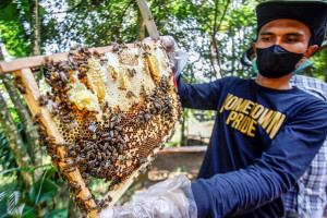 Terkenal Menyehatkan, Begini Tips Konsumsi Madu Agar Manfaatnya Maksimal