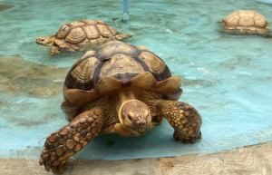 Hobi Pelihara Kura-kura, Kini Laku Rp1,3 Juta Per Ekor