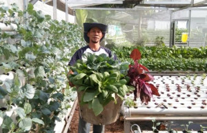 Ini Tips Bertani Hidroponik Agar Cepat Terwujud dan Berhasil