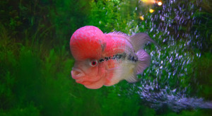 Hidup dari Louhan, Muslim Asal Bogor Sekolahkan Anak hingga S2