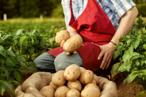 Muslim  Milenial Pilih Jadi Petani, Kini Sukses Bangun Pertanian Modern