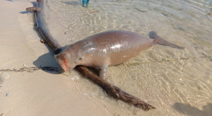 Dugong Terdampar di Toli-Toli, KKP Turun Tangan