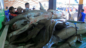 Ekspor Perikanan Indonesia Meningkat di Masa Pandemi