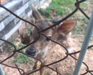 Lahir Saat HUT ke-76 RI, Rusa di Muba Diberi Nama Dirgahayu