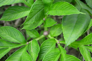 Nilai Ekspor Rp900 Miliar, Pemerintah Gairahkan Industri Pengolahan Porang