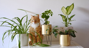 7 Tanaman Hias Ini Cocok untuk Dekorasi Ruang Mungil