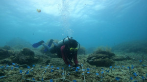 Komunitas Dolphin Diving Club Dukung Pemulihan Ekologi Spermonde
