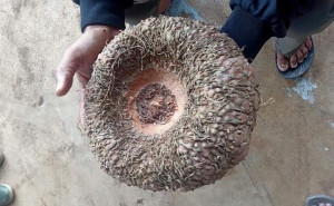 Punya Nilai Ekonomi Tinggi, Sumsel Kembangkan Porang