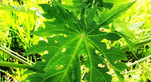 Daun Pepaya dan Putri Malu, Insektisida Alami Jitu dari Mahasiswa