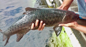Potensi Besar, Kampung Ikan Dewa di Sumedang Jawa Barat Mulai Dirintis