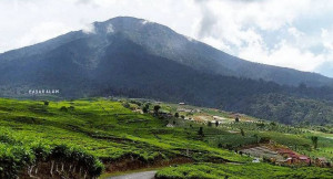 Menikmati Hamparan Kebun Teh di Kawasan Gunung Dempo Pagaralam