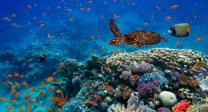 KKP Dukung Warga Selayar Kembangkan Wisata Harta Karun Bawah Laut