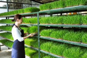 Muslim Ini Raup Omzet Ratusan Juta dari Jualan Rumput