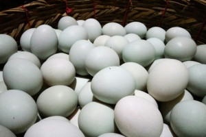Telur Bebek Bersih, Peternak Ini Panen 55.000 Butir per Pekan