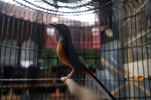 Tetap Bersyukur Setelah Kecurian, Peternakan Murai Batu di Bogor Kini Berkembang Lebih Besar