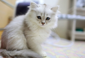 Bertahan di Tengah Pandemi dengan Budidaya Kucing